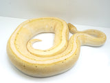 Load image into Gallery viewer, 2019 Male Coral Glow Genetic Stripe Ball Python