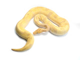 Load image into Gallery viewer, 2019 Male Coral Glow Pastel Enchi Yellowbelly Odium Het Pied + Ball Python
