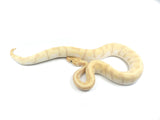Load image into Gallery viewer, 2019 Male Enchi Coral Glow Hidden Gene Woma Malum + Ball Python