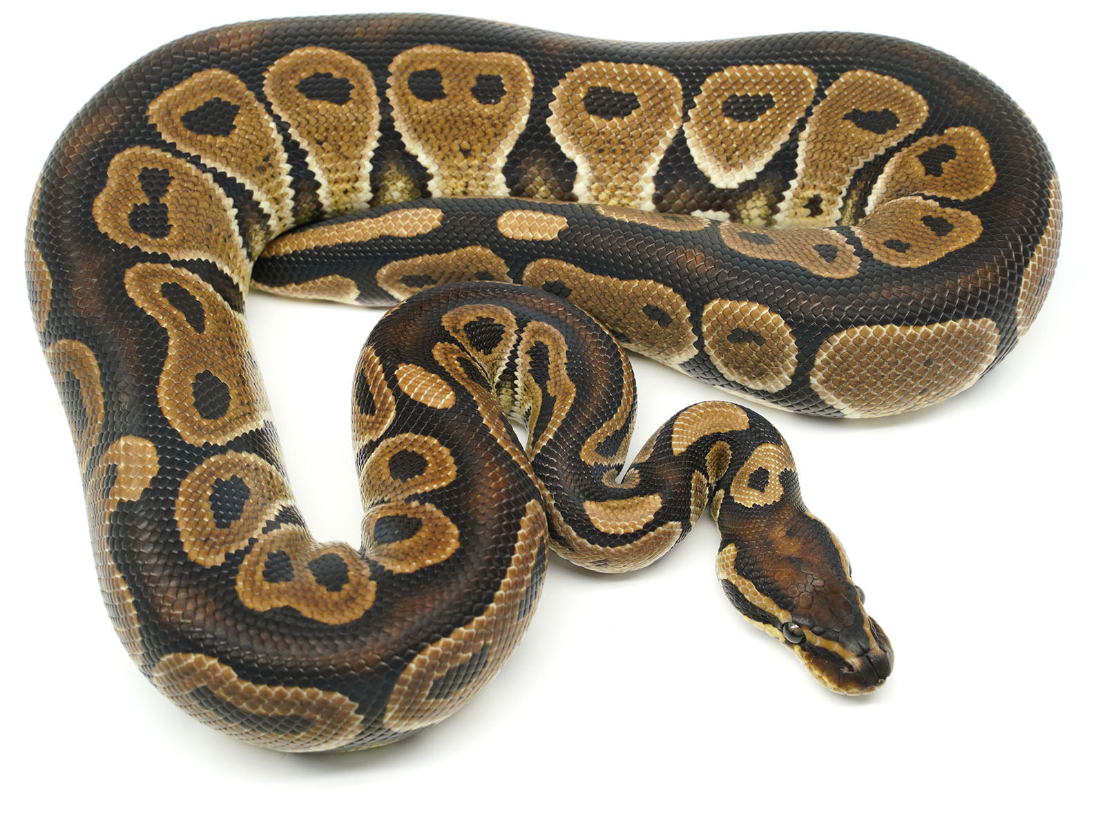 Red Axanthic Ball Python