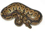 Load image into Gallery viewer, 2019 Male Het Red Axanthic Het Clown Ball Python 
