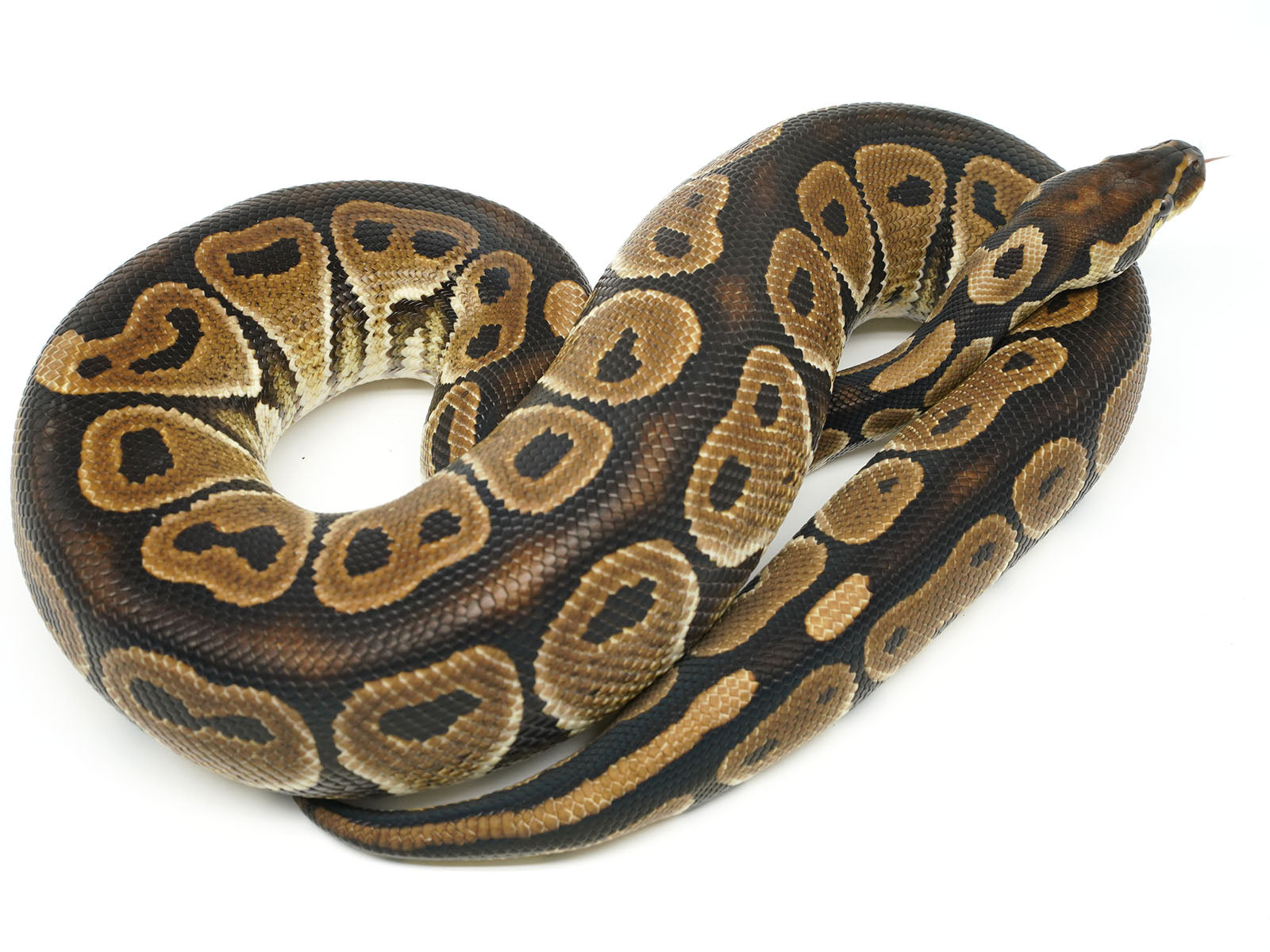Axanthi Ball Python Axanthic Clown Ball Python