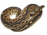 Load image into Gallery viewer, 2019 Male Het Red Axanthic Het Clown Ball Python 