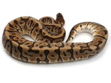 Load image into Gallery viewer, 2019 Male Hidden Gene Woma Granite Enchi Het Clown Ball Python