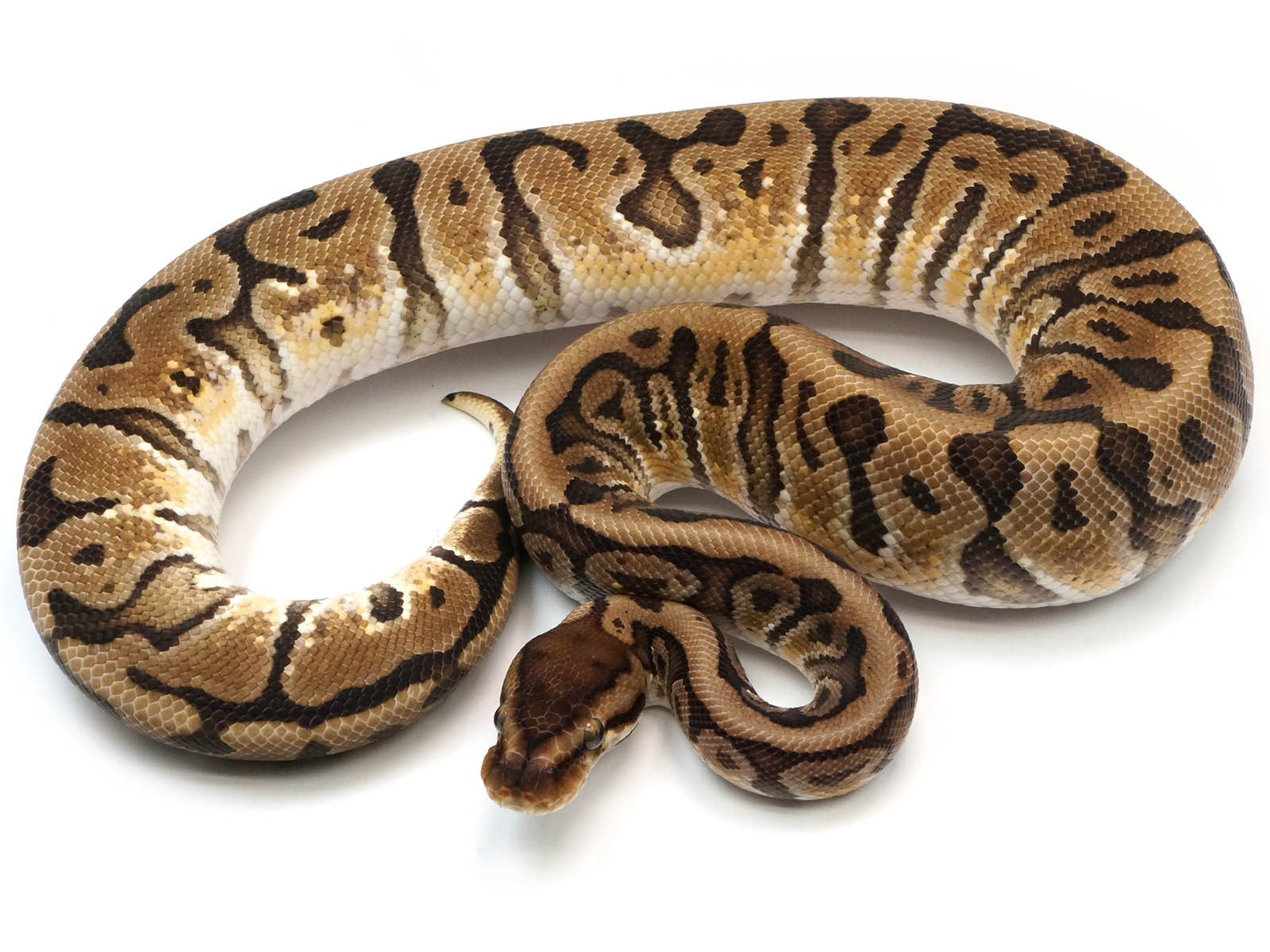 England Python Hidden Gene Woma Ball Python