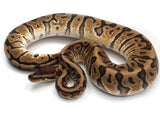 Load image into Gallery viewer, 2019 Male Hidden Gene Woma Granite Enchi Het Clown Ball Python