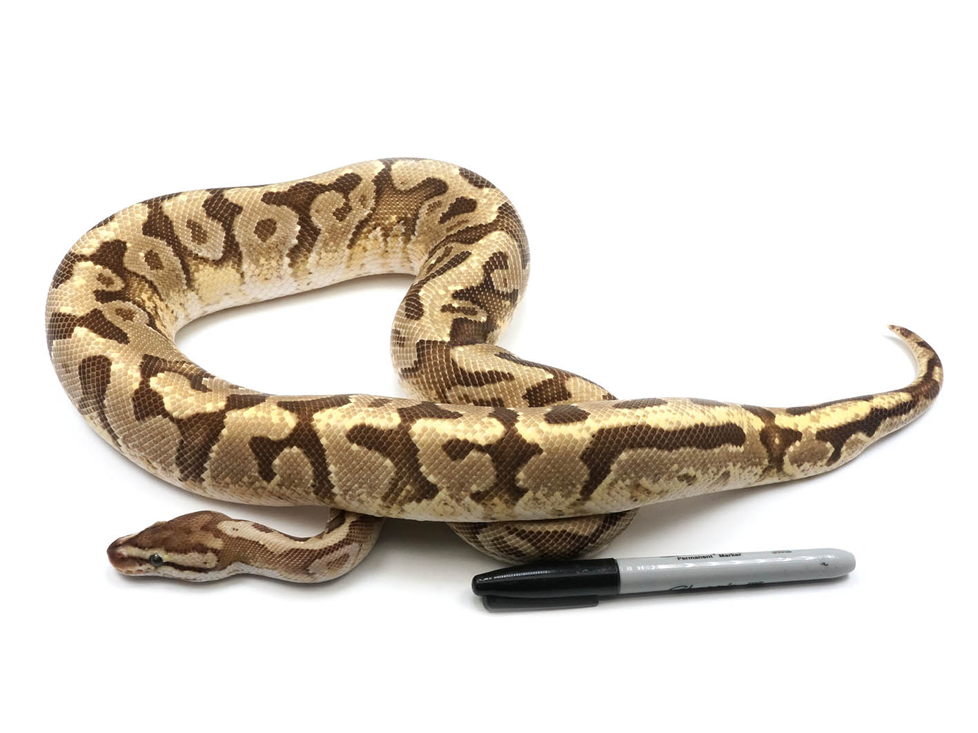 Axanthic Calico Ball Python