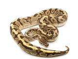 Load image into Gallery viewer, 2019 Male Hidden Gene Woma Granite Orange Dream Yellowbelly Calico Ball Python