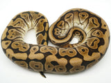 Load image into Gallery viewer, 2019 Male Lucifer Yellowbelly Het Pied Ball Python 