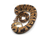 Load image into Gallery viewer, 2019 Male Microscale Possible Het Clown Ball Python