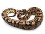 Load image into Gallery viewer, 2019 Male Microscale Possible Het Clown Ball Python