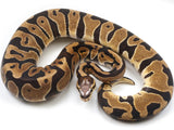 Load image into Gallery viewer, 2019 Male Microscale Possible Het Clown Ball Python