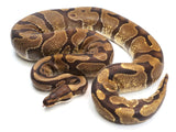 Load image into Gallery viewer, 2019 Male NoCo Special Ball Python