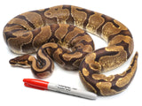 Load image into Gallery viewer, 2019 Male NoCo Special Ball Python