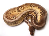 Load image into Gallery viewer, 2019 Male Pastel Hidden Gene Woma Granite Yellowbelly Super fader Ball Python 