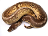 Load image into Gallery viewer, 2019 Male Pastel Hidden Gene Woma Granite Yellowbelly Super fader Ball Python 