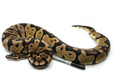 Load image into Gallery viewer, 2019 Male Pastel Microscale Ball Python