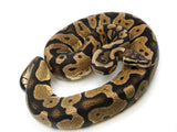 Load image into Gallery viewer, 2019 Male Pastel Microscale Ball Python