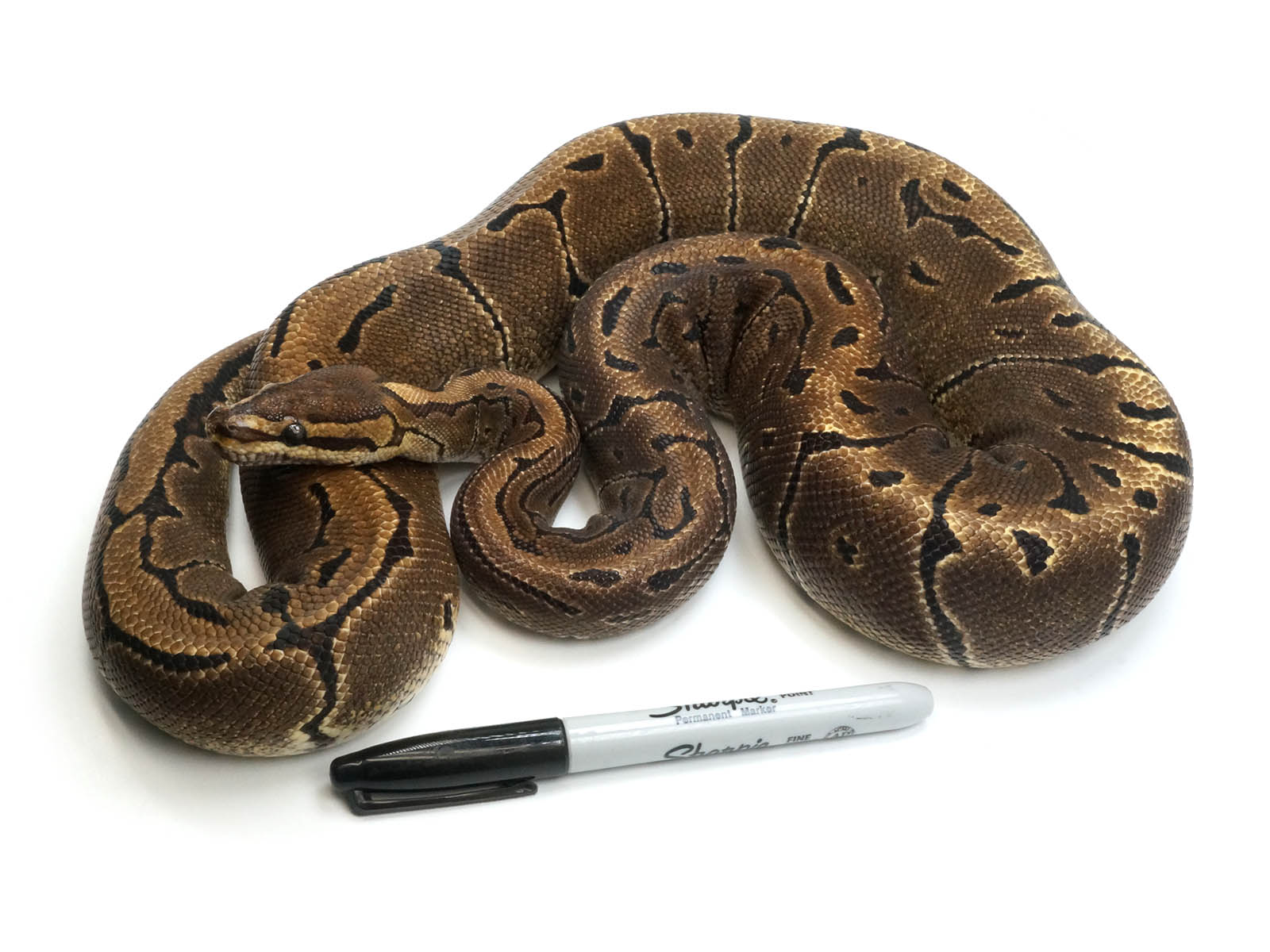 https://newenglandreptilestore.com/cdn/shop/products/2019MalePinstripeMicroscaleBallPython.jpg?v=1676585879