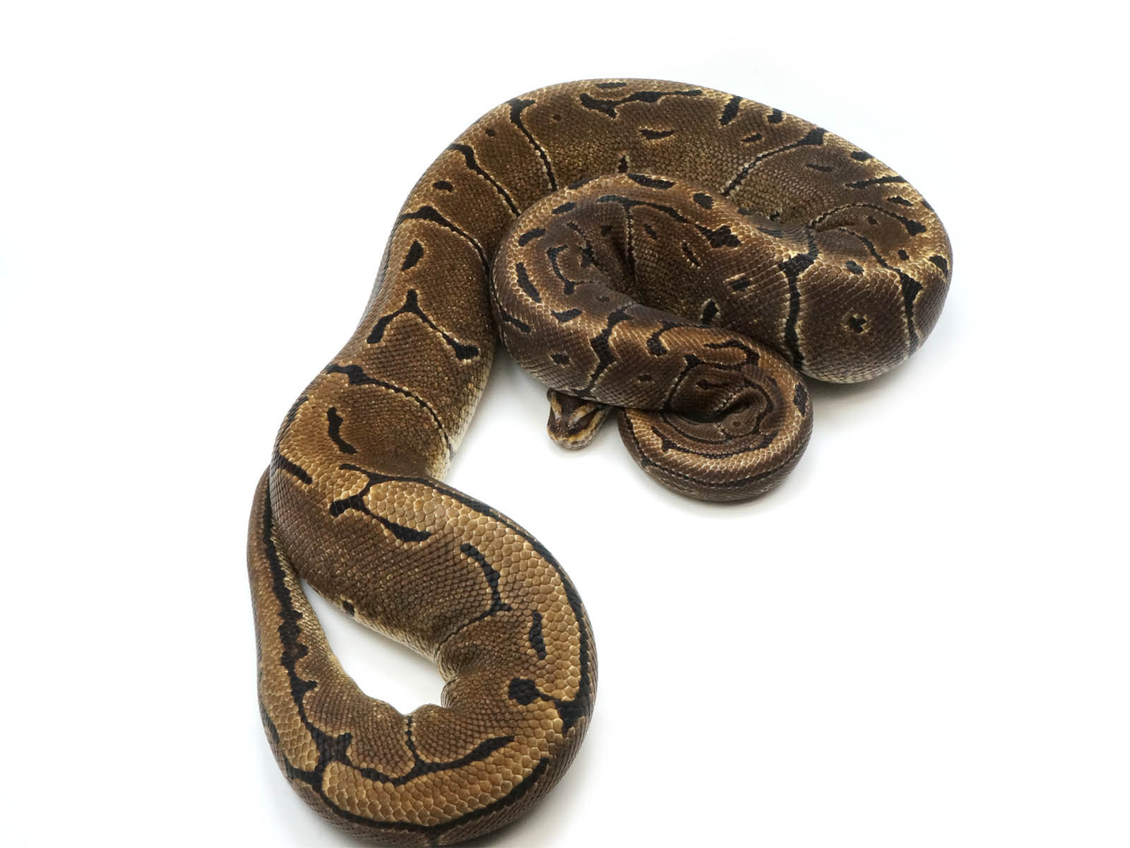 Microscale - Ball Python Traits - Morphpedia