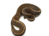 Load image into Gallery viewer, 2019 Male Pinstripe Microscale Ball Python