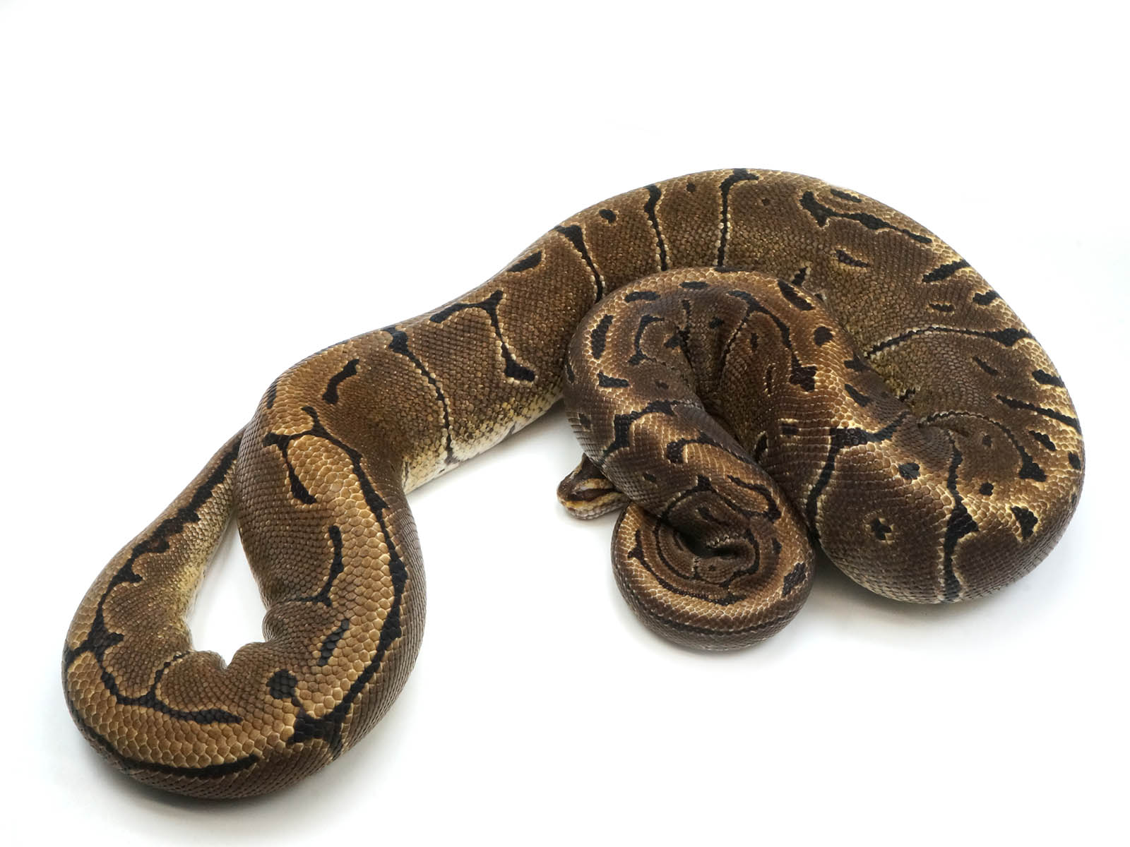 Microscale - Ball Python Traits - Morphpedia