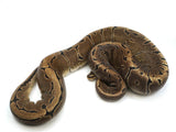 Load image into Gallery viewer, 2019 Male Pinstripe Microscale Ball Python