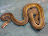 Load image into Gallery viewer, 2019 Male Platinum Golden Child Granite Back Het. Albino Reticulated Python
