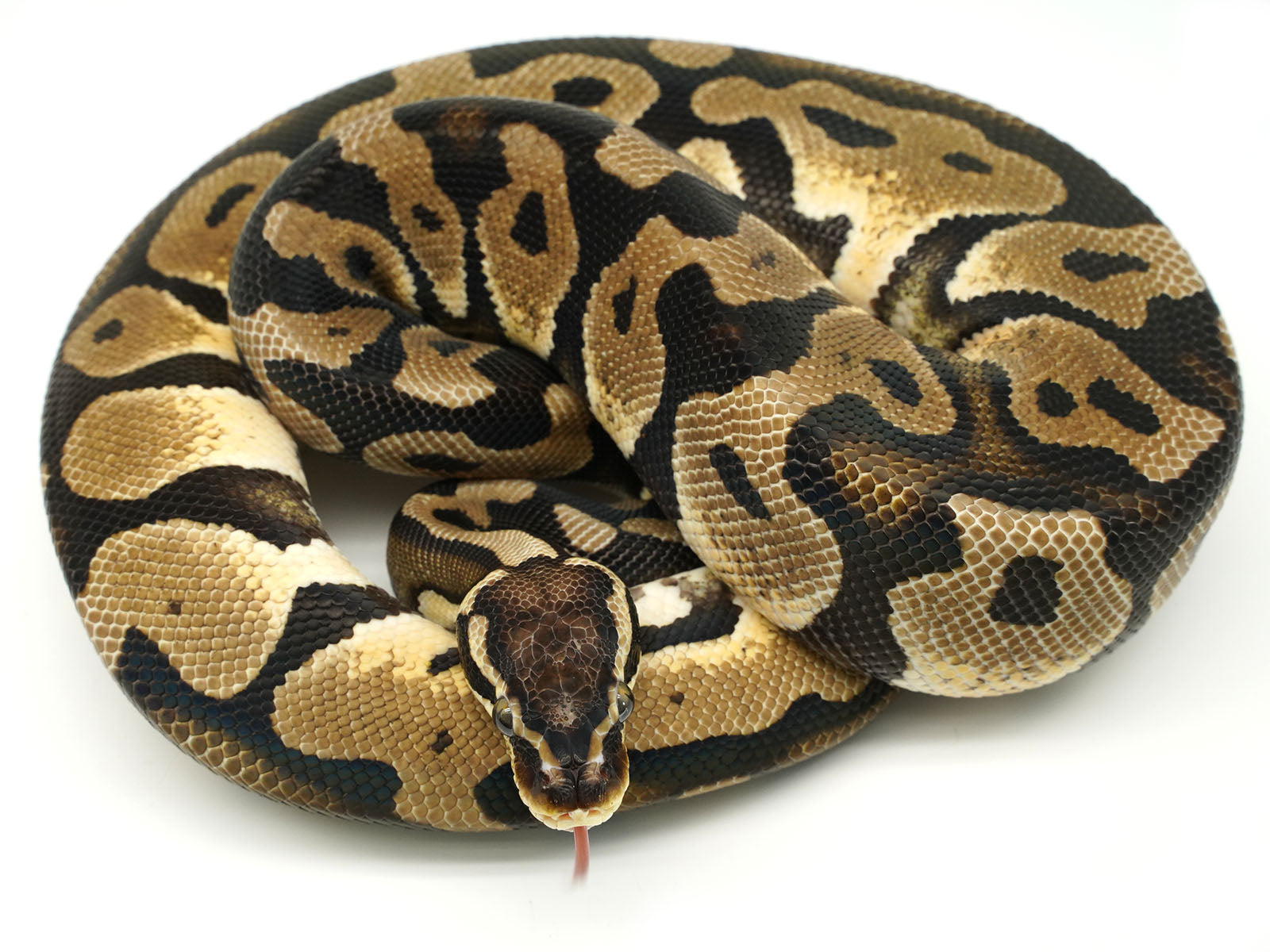 Scaleless Ball Python