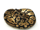 Load image into Gallery viewer, 2019 Male Scaleless Head Pastel Ball Python