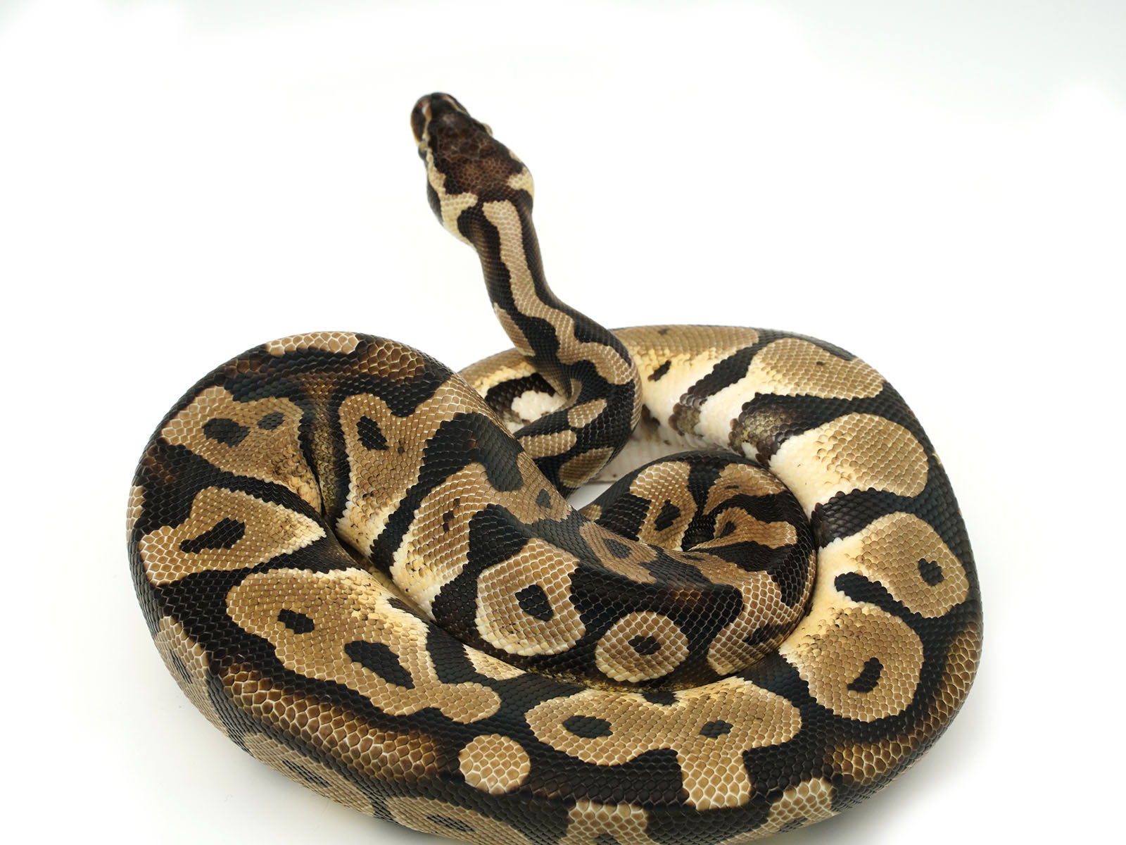 Scaleless Burmese Python