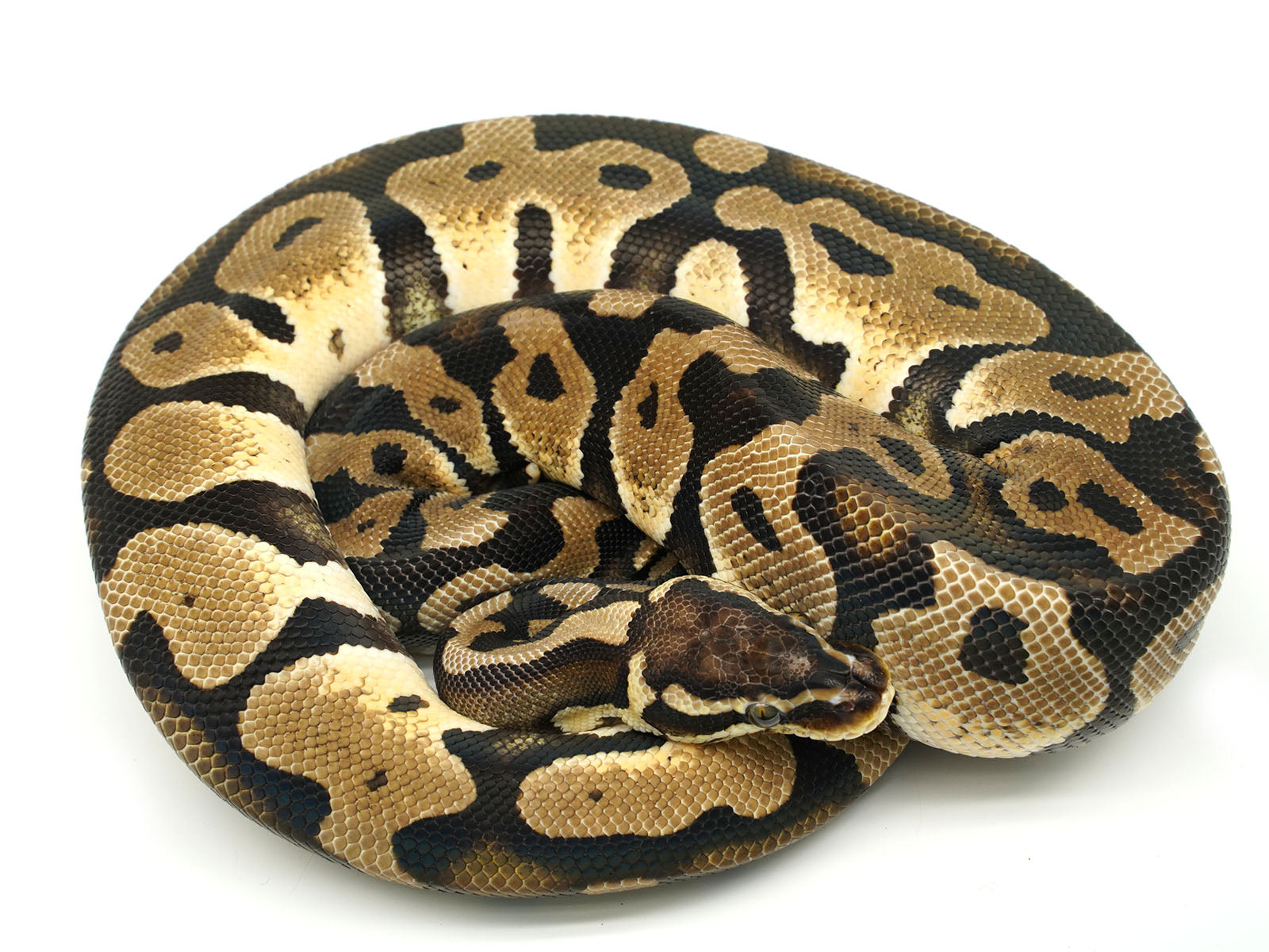 Scaleless Burmese Python