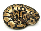 Load image into Gallery viewer, 2019 Male Scaleless Head Pastel Ball Python