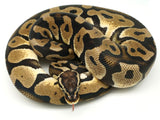 Load image into Gallery viewer, 2019 Male Scaleless Head Pastel Ball Python