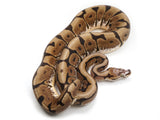 Load image into Gallery viewer, 2019 Male Spider Microscale Ball Python