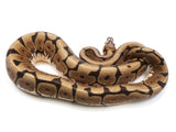 Load image into Gallery viewer, 2019 Male Spider Microscale Ball Python