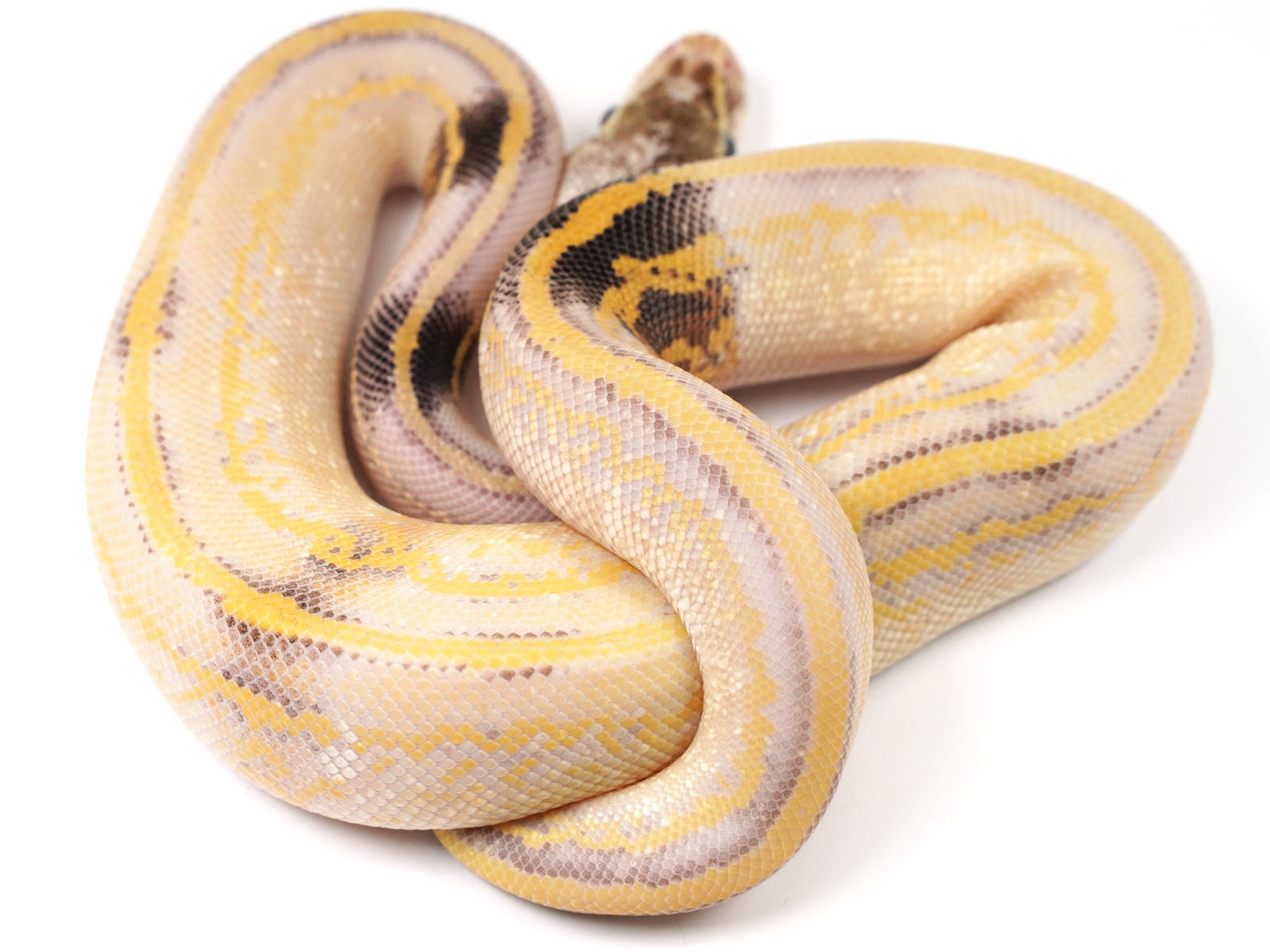 Sterling Pastel Ball Python Super Pastel Vanilla Pinstripe Ball Python