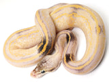 Load image into Gallery viewer, 2019 Male Super Pastel Freeway Phantom Leopard Highway lucifer Fader (Paradox) Ball Python
