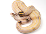 Load image into Gallery viewer, 2019 Male Super Pastel Freeway Phantom Leopard Highway lucifer Fader (Paradox) Ball Python