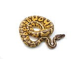 Load image into Gallery viewer, 2019 Male Super Pastel Orange Dream Yellowbelly Super Fader Possible Het Pied Ball Python