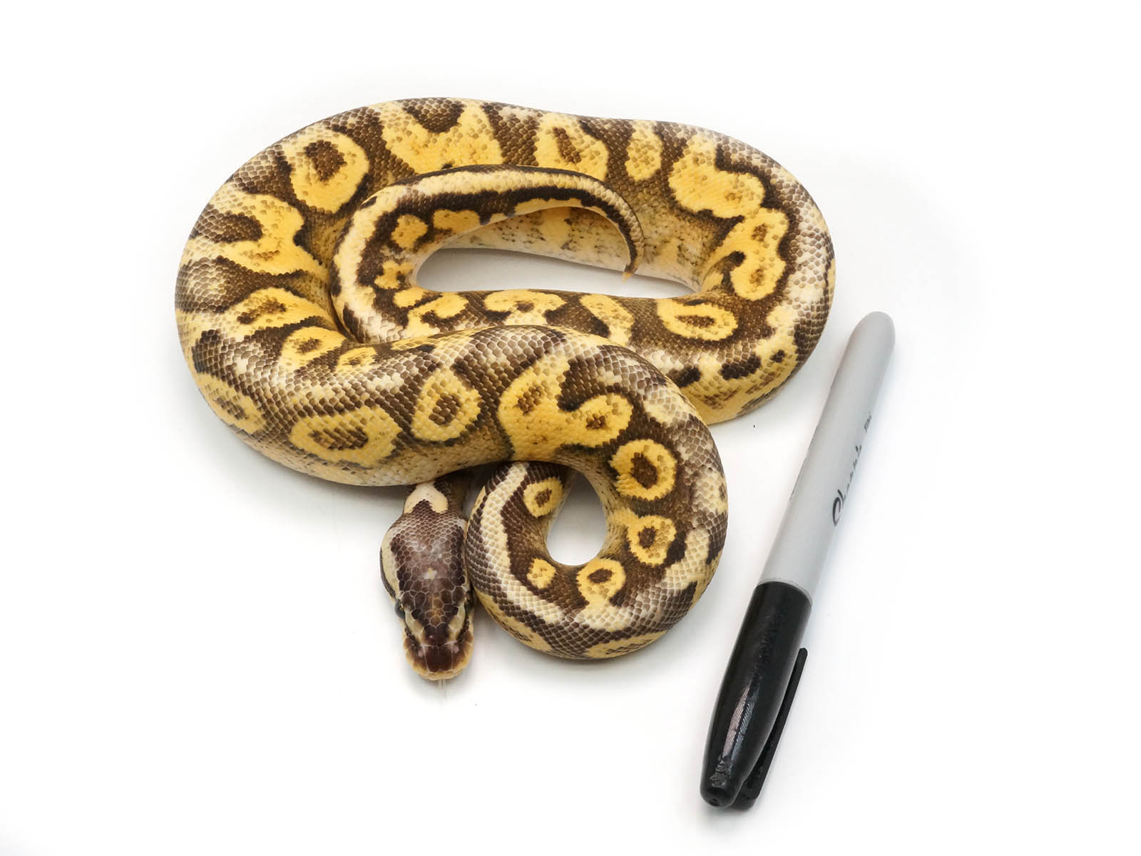 Baby Super Pastel Ball Python
