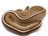 Load image into Gallery viewer, 2019 Ready to Breed Male Calico Super Stripe Ball Python