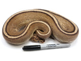 Load image into Gallery viewer, 2019 Ready to Breed Male Calico Super Stripe Ball Python