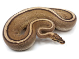 Load image into Gallery viewer, 2019 Ready to Breed Male Calico Super Stripe Ball Python