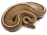 Load image into Gallery viewer, 2019 Ready to Breed Male Calico Super Stripe Ball Python