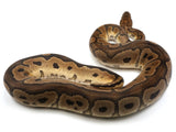 Load image into Gallery viewer, 2019 Ready to Breed Male Clown Possible Het Desert Ghost Ball Python