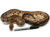 Load image into Gallery viewer, 2019 Ready to Breed Male Clown Possible Het Desert Ghost Ball Python