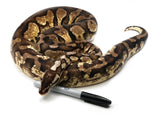 Load image into Gallery viewer, 2019 Ready to Breed Male Pastel Fader + Ball Python