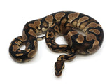 Load image into Gallery viewer, 2019 Ready to Breed Male Yellowbelly Gravel Ball Python