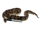 Load image into Gallery viewer, 2019 Ready to Breed Male Yellowbelly Gravel Ball Python